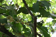 Syzygium samarangense